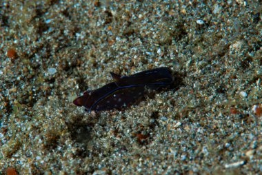 Baş Kalkan Sümüklüböceği (Philinopsis speciosa)