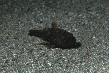 Fo Cardinalfish Foa fo