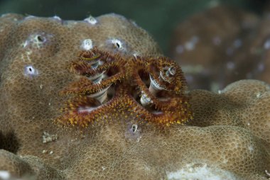 Noel ağacı solucanı Spirobranchus giganteus