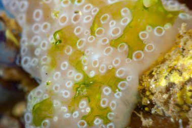 Goniobranchus hintuanensis çıplak Filipinler