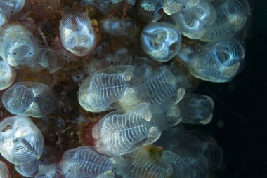 Goniobranchus hintuanensis çıplak Filipinler