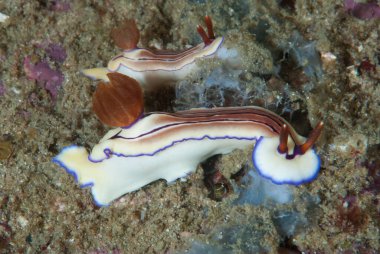 Hypselodoris emma Nudidal Endonezya