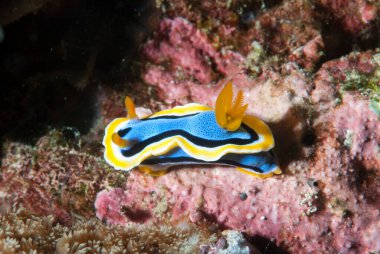 Kromodoris annae Çıplak Filipinler