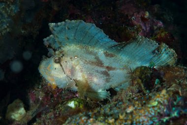 Yaprak Akrep Balığı Taenianotus triacanthus