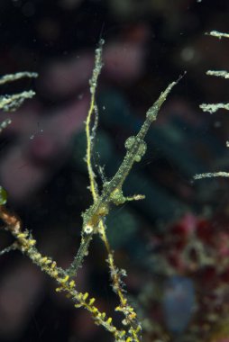 Hassas Hayalet Boru Balığı Solenostomus leptoma