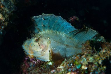 Yaprak Akrep Balığı Taenianotus triacanthus