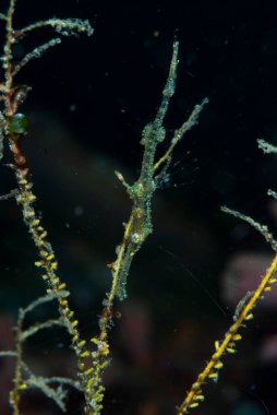 Hassas Hayalet Boru Balığı Solenostomus leptoma