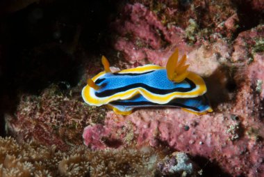 Kromodoris annae Çıplak Filipinler