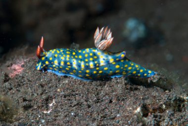 Hypselodoris Infucata Çıplak Endonezya