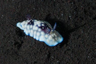 Goniobranchus hintuanensis Çıplaklık Endonezyası