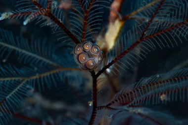 Donut Çıplak Doto Greenamyeri