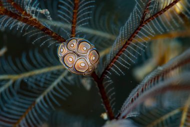 Donut Çıplak Doto Greenamyeri