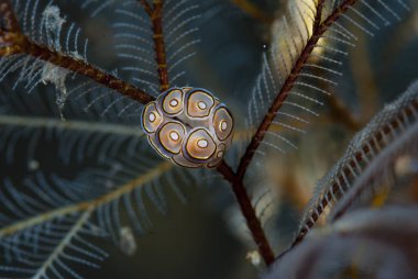 Donut Çıplak Doto Greenamyeri