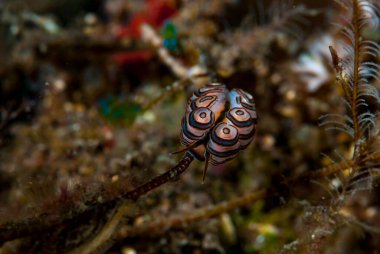 Donut Çıplak Doto Greenamyeri