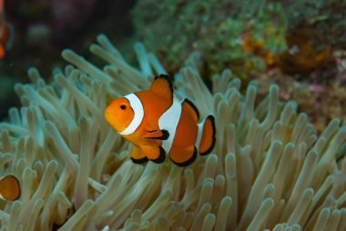  Batı Amphiprion Oktellaris