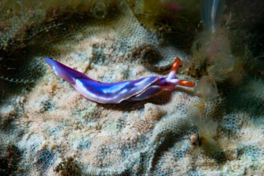 Deniz Sümüklüböceği Thuridilla albopustulosa