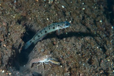 Goniobranchus hintuanensis çıplak Filipinler