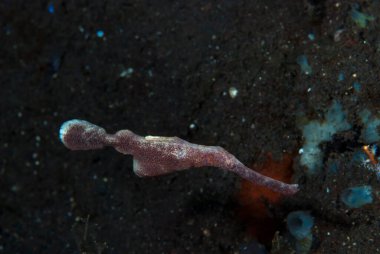 Kadife Hayalet Boru Balığı Solenostomus sp.