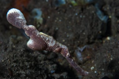 Kadife Hayalet Boru Balığı Solenostomus sp.
