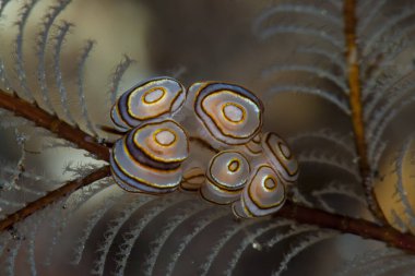 Donut Çıplak Doto Greenamyeri