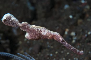 Kadife Hayalet Boru Balığı Solenostomus sp.