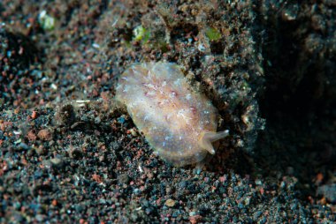 Goniobranchus hintuanensis çıplak Filipinler