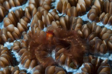 Orangutan yengeci Achaeus japonicus