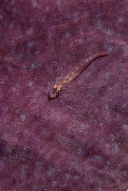 Goniobranchus hintuanensis çıplak Filipinler