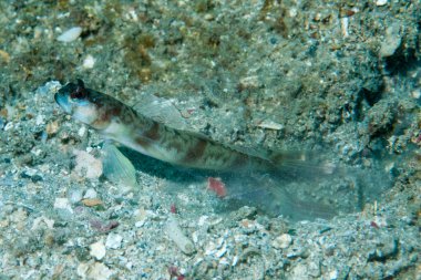 Steinitzi karides-goby Amblyeleotris steinitzi