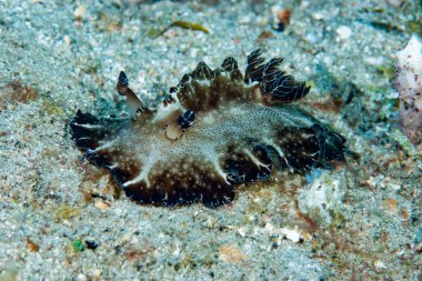 Discodoris boholiensis Çıplaklık Endonezya