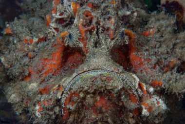 Dikenli Şeytanbalığı Inimicus didactylus