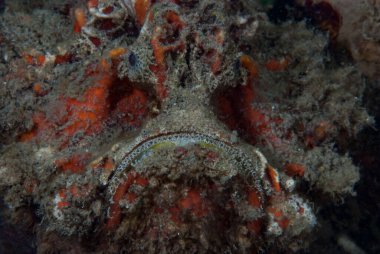 Dikenli Şeytanbalığı Inimicus didactylus