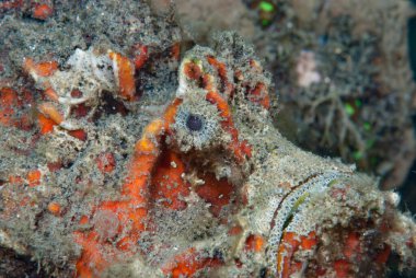 Dikenli Şeytanbalığı Inimicus didactylus