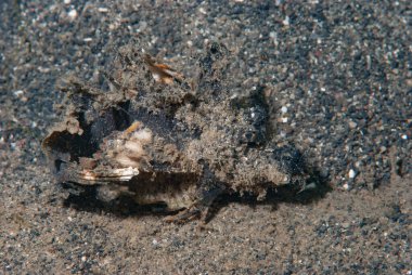 Dikenli Şeytanbalığı Inimicus didactylus