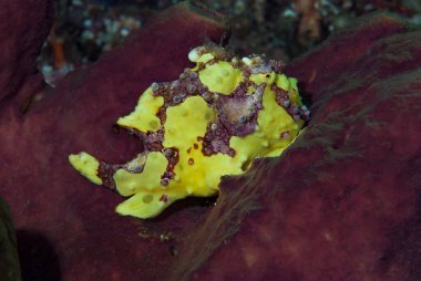 Siğilli Kurbağa Balığı Antennarius maculatus