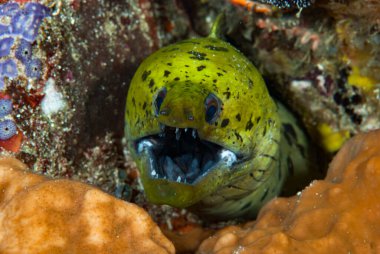 Fimbriated Moray Gymnothorax fimbriatus