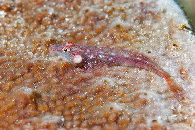 Mercan Cüce Goby Endonezya