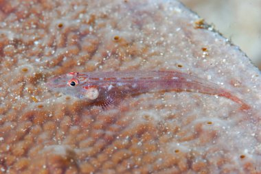 Mercan Cüce Goby Endonezya
