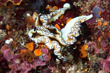 Doriprismatica atromarginata Çıplaklık Endonezyası