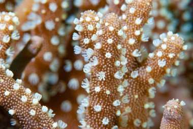 Mercan poliplerinin ayrıntıları 