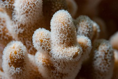 Mercan poliplerinin ayrıntıları 