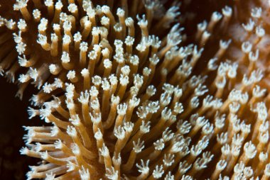 Mercan poliplerinin ayrıntıları 