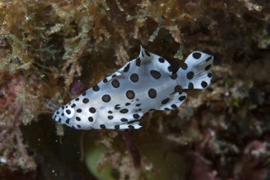 Barramundi Cod Cromileptes altivelis