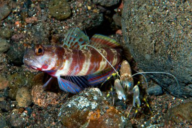 Geniş bantlı Karides-Goby Amblyeleotris periophthalma
