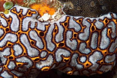 Merdiven Ascidian Botrylloides Leachii