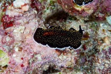  Thysanozoon nigropapillosum Flatworm Endonezya