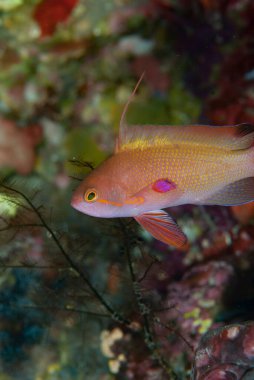 İplik ucu Anthias Pseudanthias Huchti