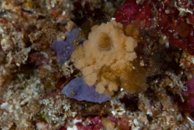 Koloni Ascidian Bunaken Endonezyası