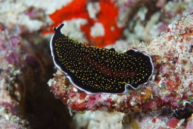  Thysanozoon nigropapillosum Flatworm Endonezya