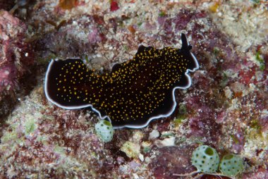  Thysanozoon nigropapillosum Flatworm Endonezya